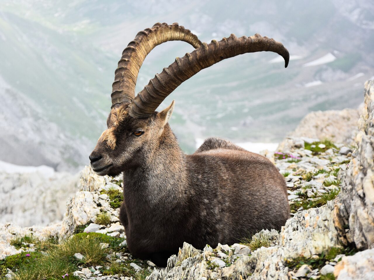 Alpine ibex spotted on a rocky trail