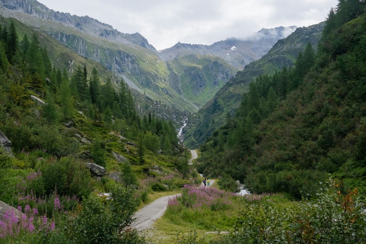 A valley in Valle Aurina, Italy, is surrounded by lush green mountains and forests under a cloudy sky. A winding dirt path leads through the valley, flanked by patches of purple flowers and greenery. In the distance, a small stream or waterfall can be seen cascading down the mountainside.
