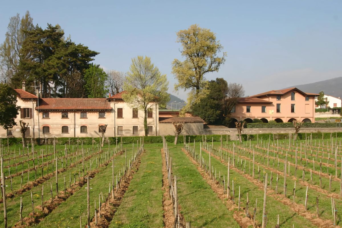 A scenic vineyard with rows of young grapevines, set against historic and modern buildings, surrounded by lush greenery and tall trees.