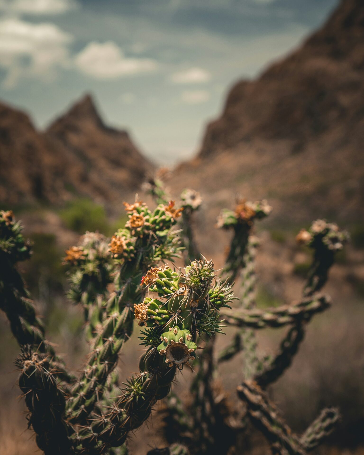 Close-up of a cactus in Big Bend National Park, Texas