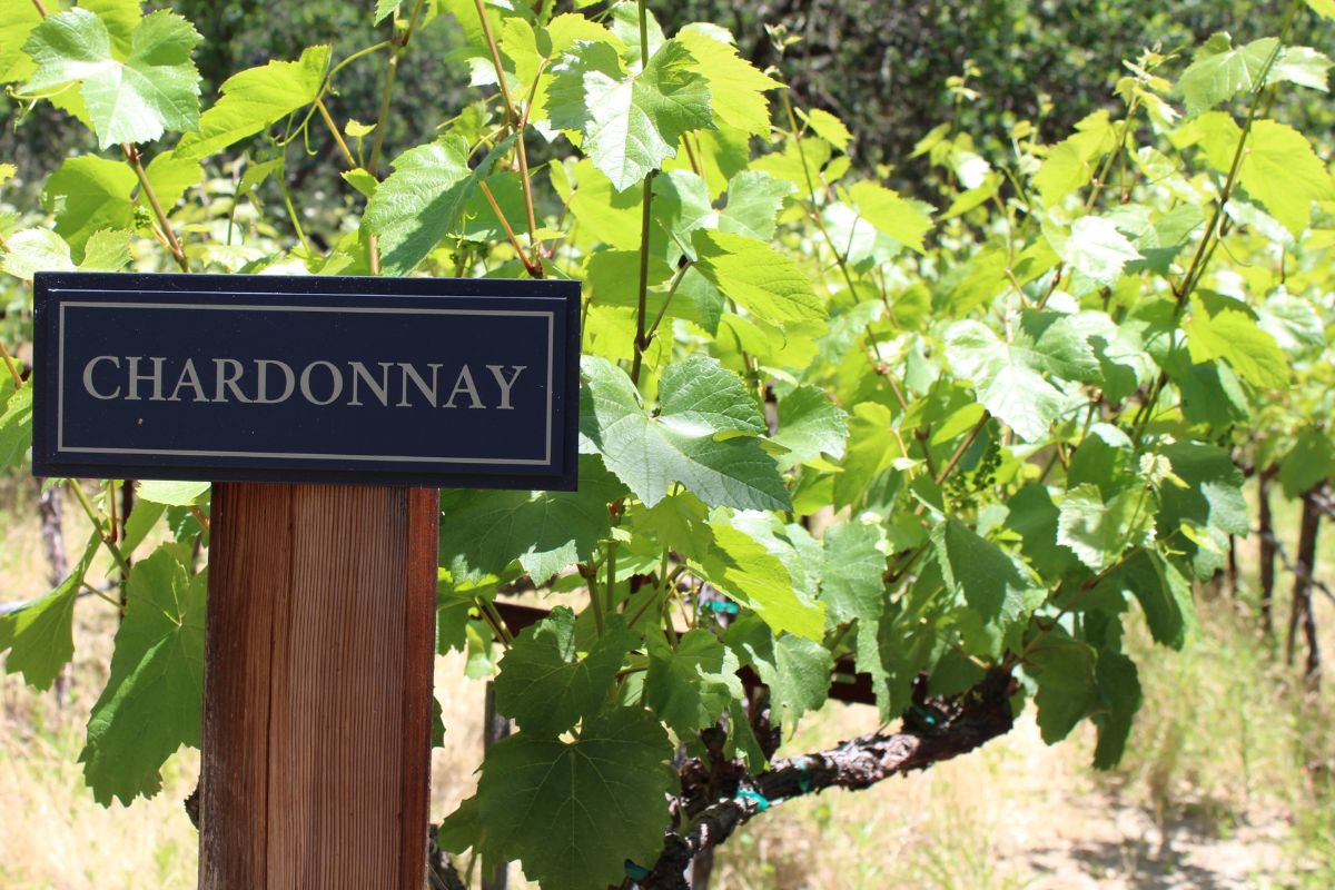 A sign labeled "CHARDONNAY" is positioned in front of a lush vineyard, indicating the grape variety grown there