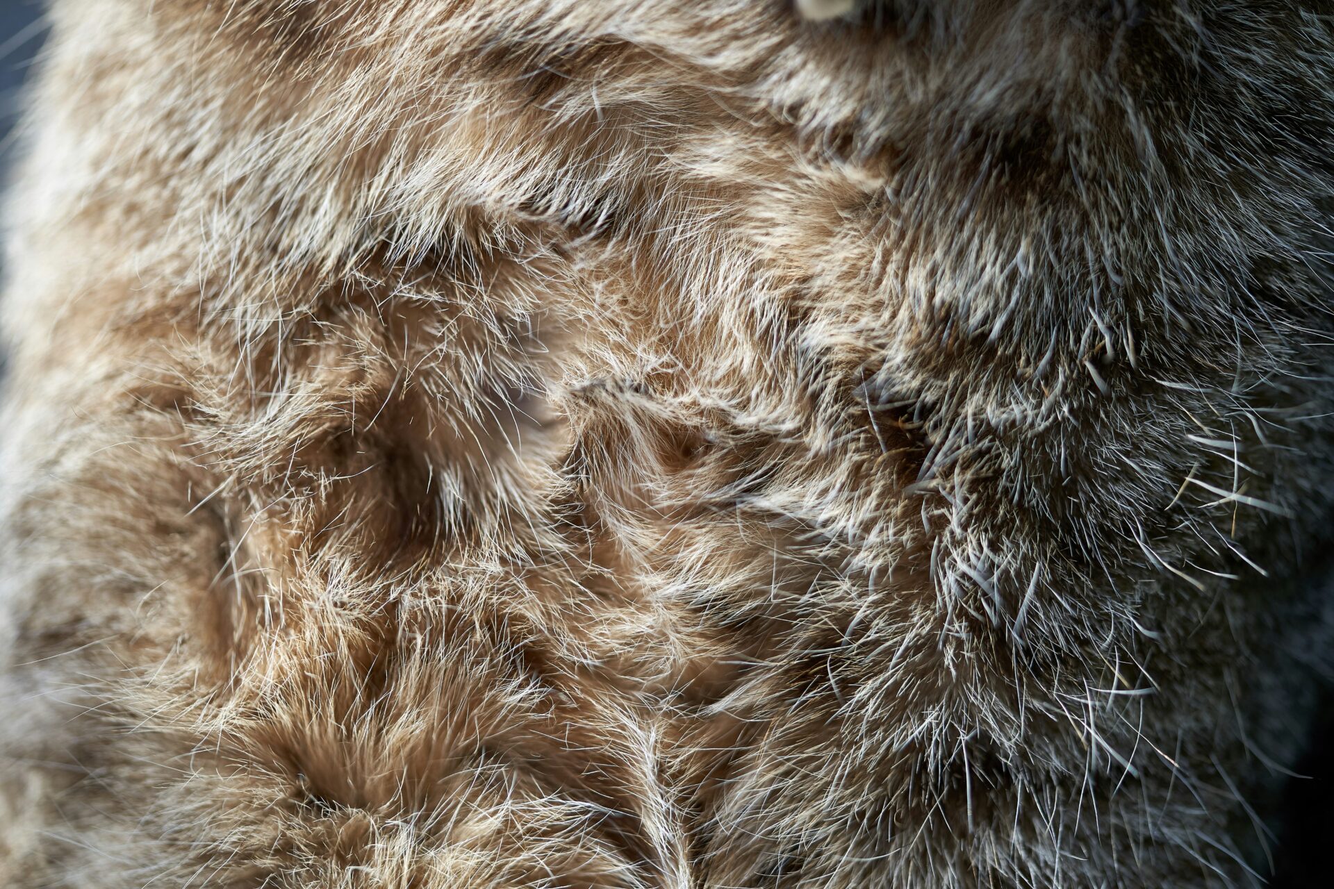 Closeup image of fur coat or bearskin clothes.