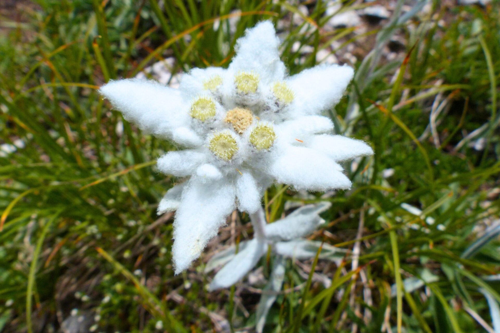 Edelweiss - an alpine flower with cottony texture and appearance