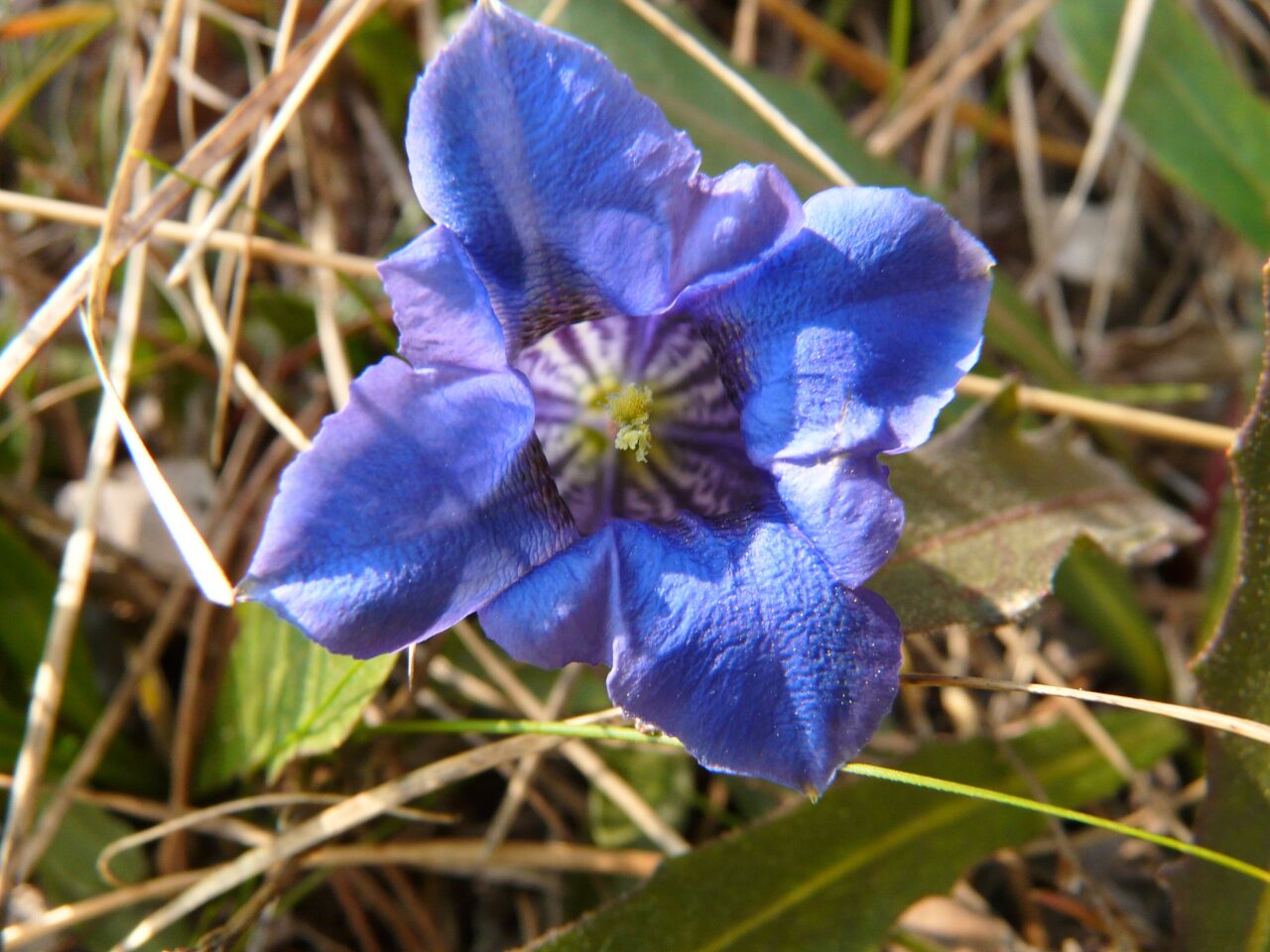 Gentians - purplish blue alpine flower
