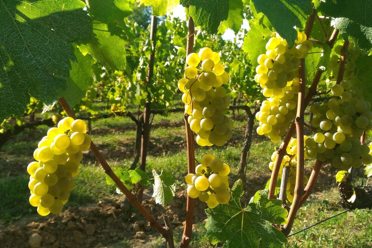 A close-up view of ripe, golden grapes hanging from vines in a sunlit vineyard in Franciacorta, Italy. The lush green leaves and neatly arranged rows of vines highlight the region's renowned winemaking tradition.