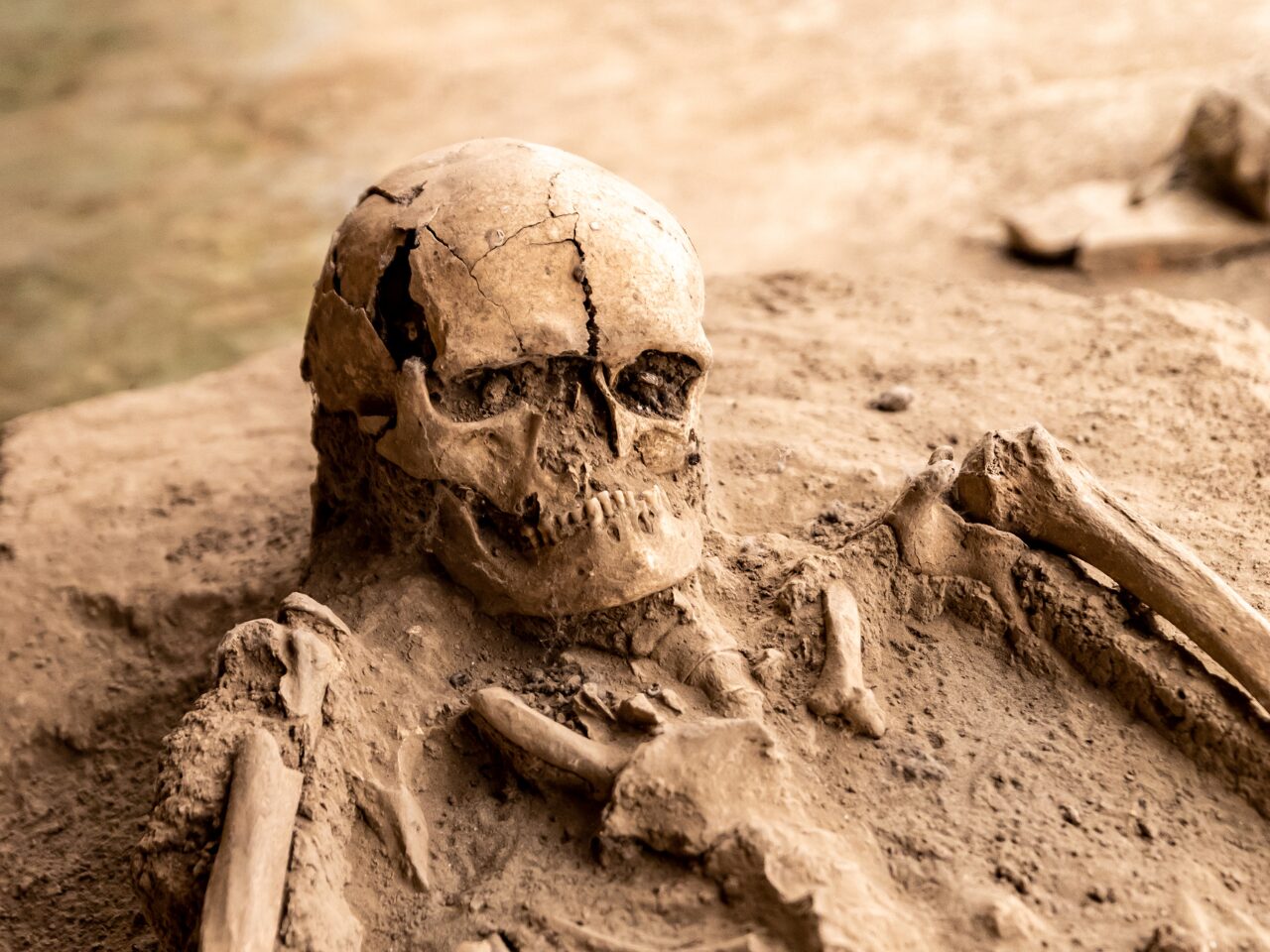 Human Skull and Bones Lying at a Archaeological Site