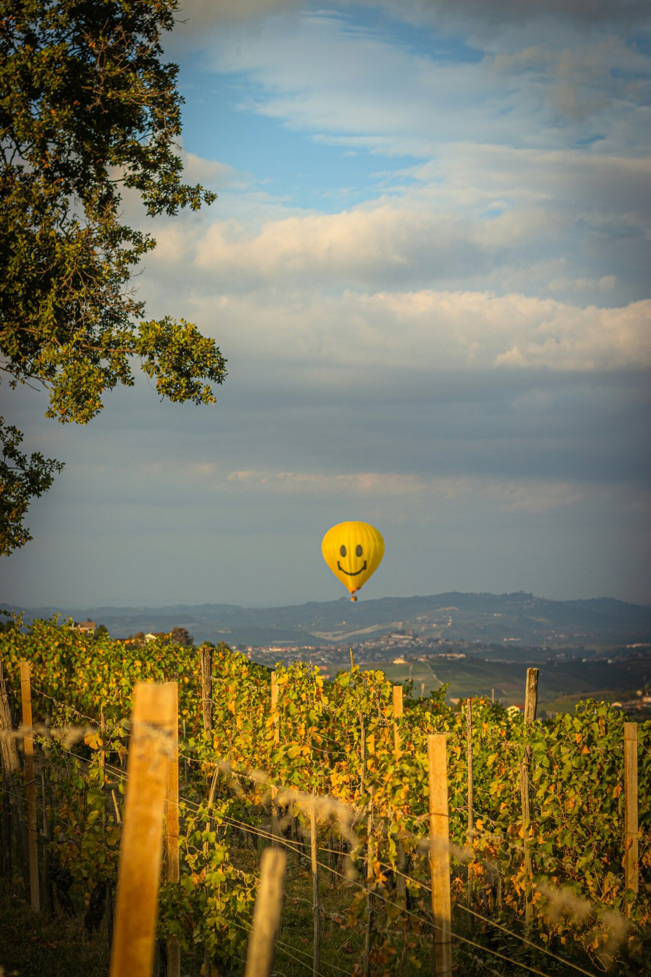Scenic view of Langhe vineyards