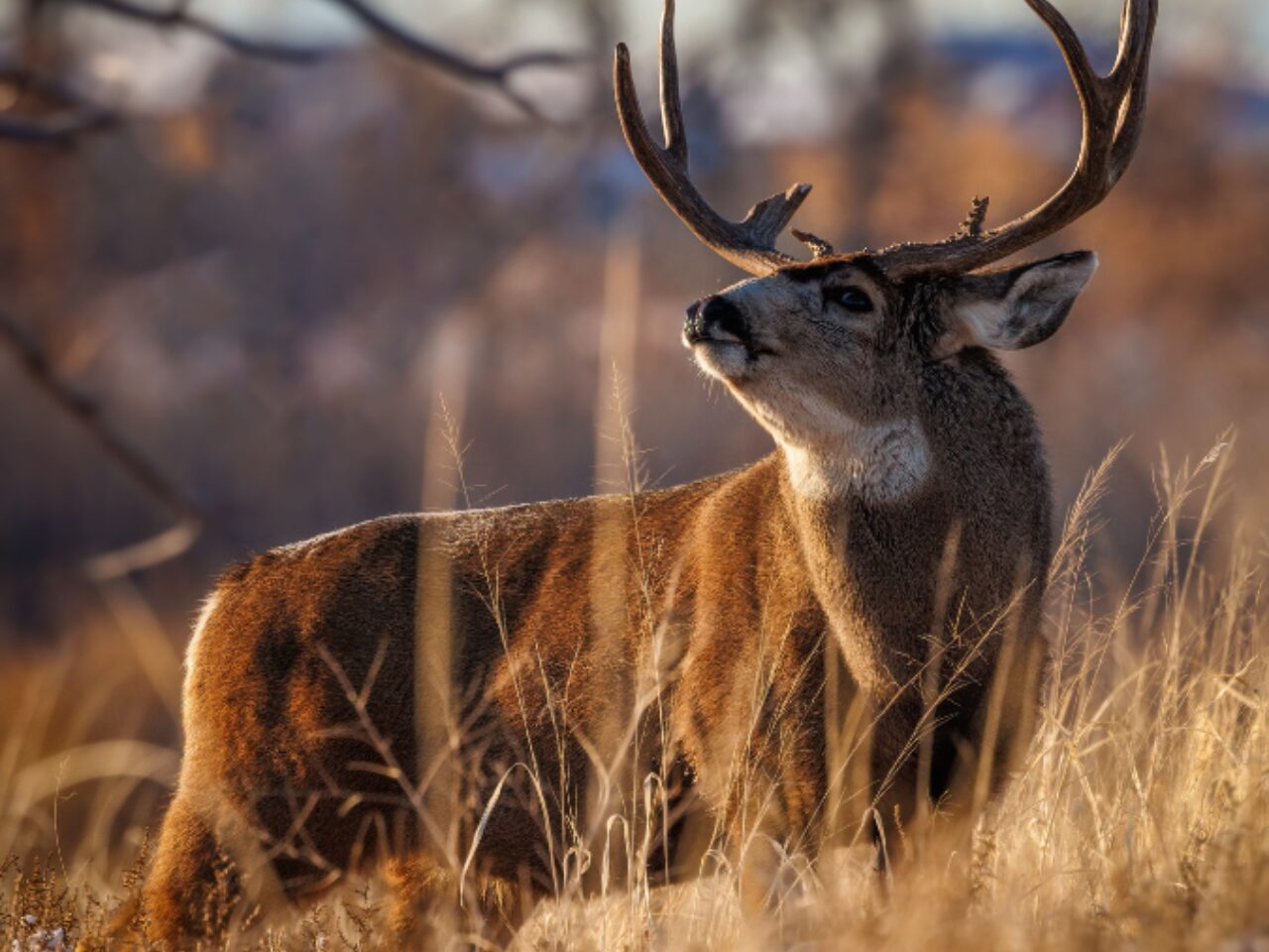 Mature mule deer. Wildlife in Colorado USA.
