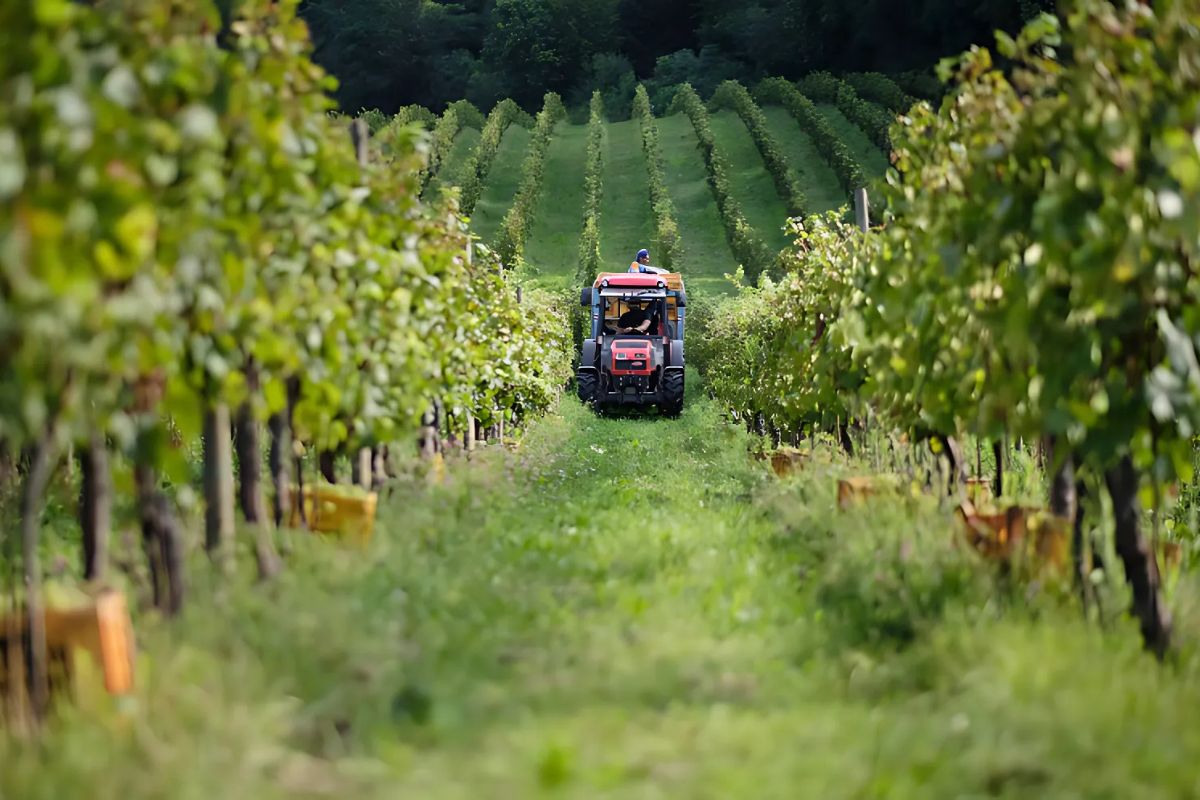 A picturesque view of Montina Franciacorta’s vineyard, featuring lush green vines arranged in neat rows. A tractor moves through the vineyard, symbolizing the dedication to high-quality grape harvesting for the region's renowned sparkling wines.