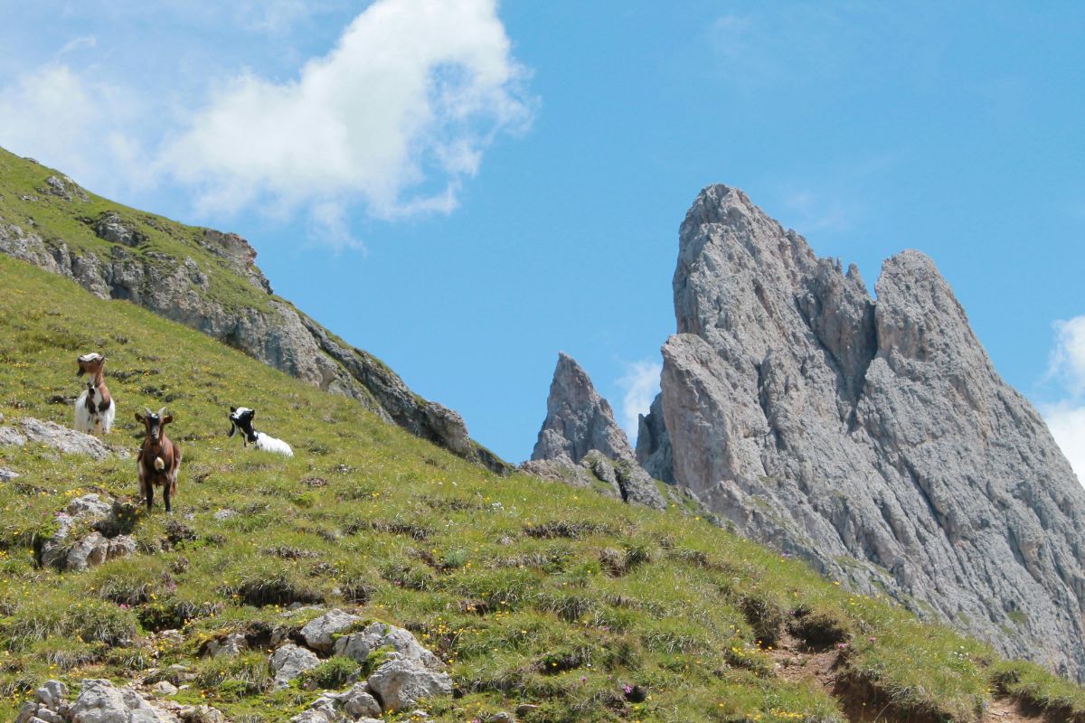 A picturesque mountain scene in Ortisei, Val Gardena, Italy, featuring rugged rock formations, lush green slopes, and goats grazing under a bright blue sky.