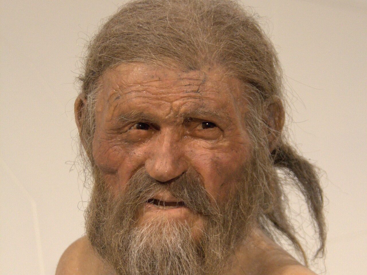Closeup image of Ötzi iceman replica - glacier mummy from the Copper Age. Bolzano Italy museum.