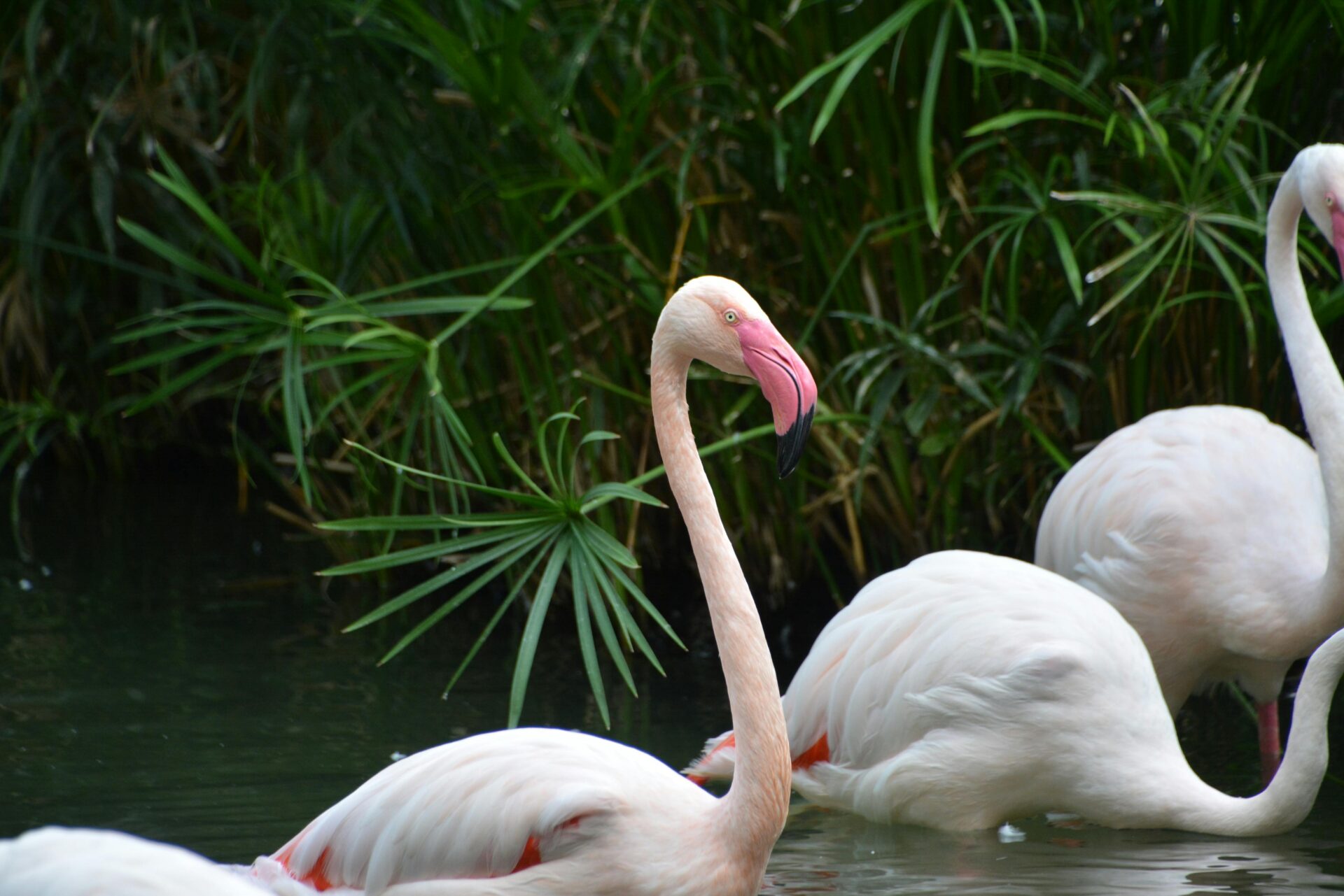 Vibrant flamingo, San Antonio Zoo