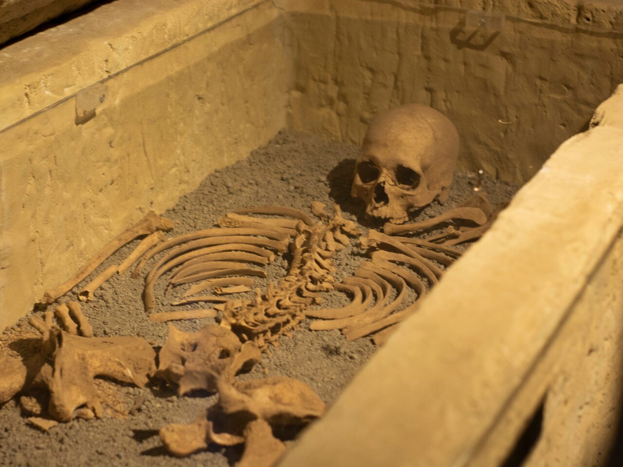 Skeleton on Brown Concrete Surface with sand. Archaeological site.