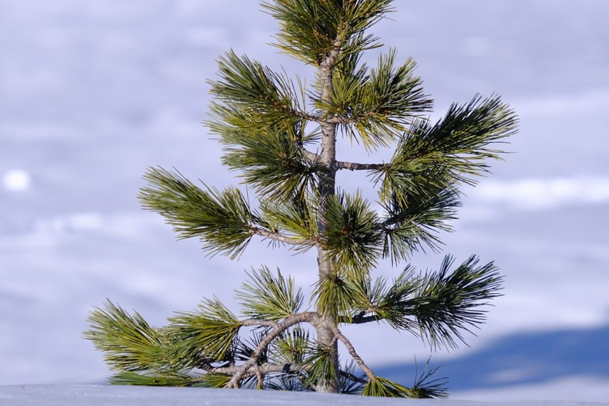 A young Swiss pine, also known as cirmolo, with green needles and a slender trunk, stands out against a snowy background. The tree's branches are sparsely distributed, showcasing its shape, and it casts a faint shadow on the snow, indicating the light source's position. 
