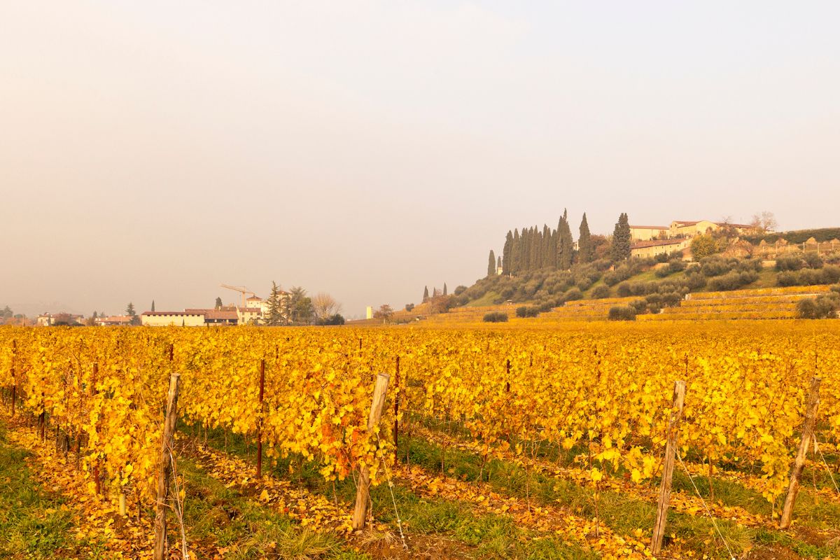 Golden vineyards in Valpolicella, Veneto, Italy, with a hilltop estate and cypress trees in the background under a warm, hazy light.