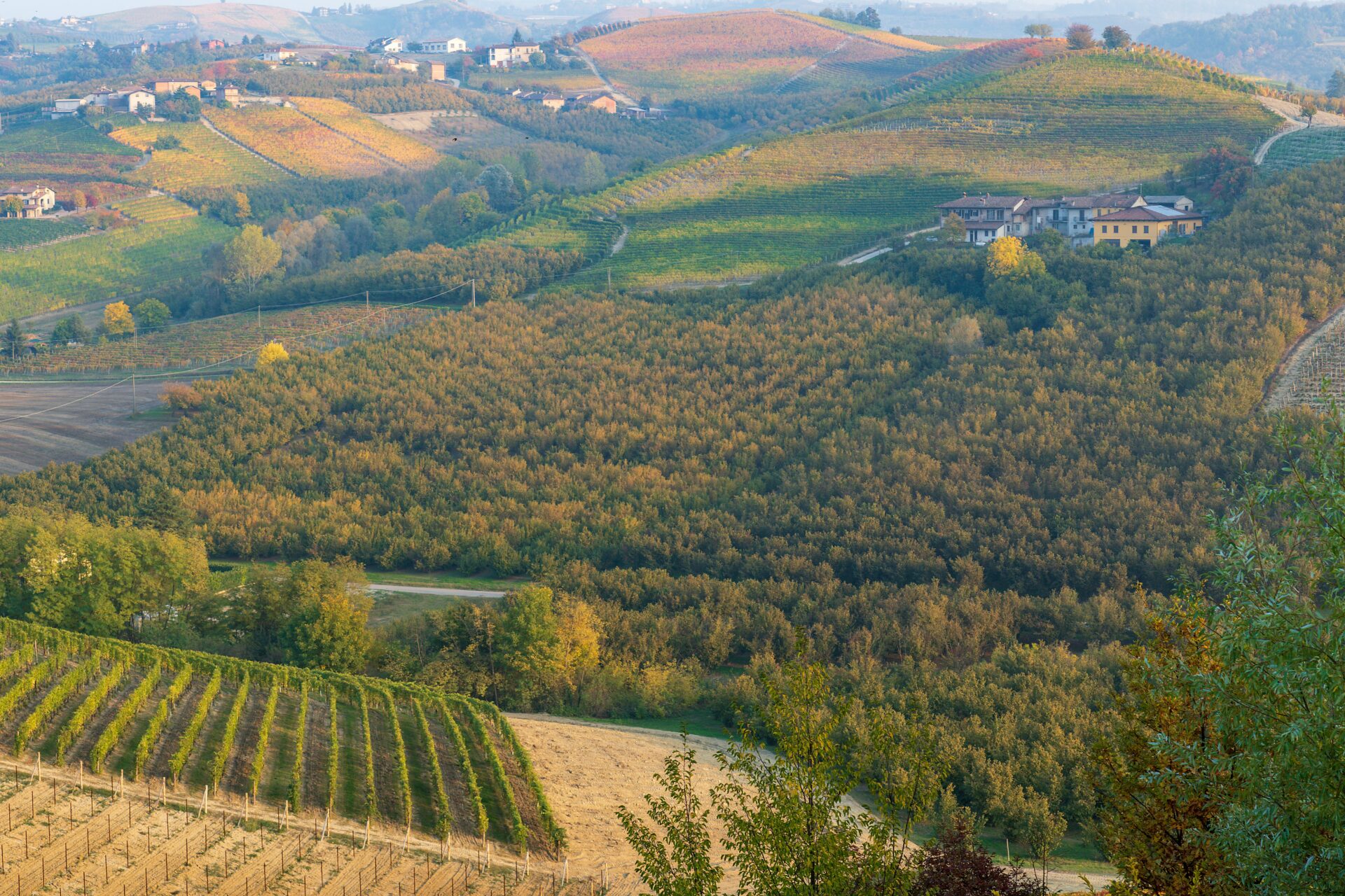Expansive view of the Langhe vineyards
