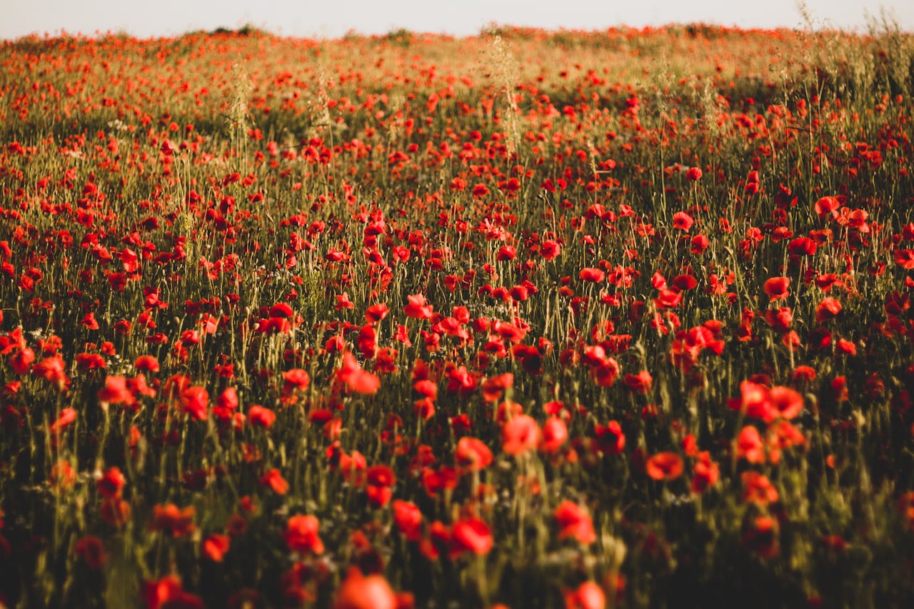 A Field of Poppy Flowers