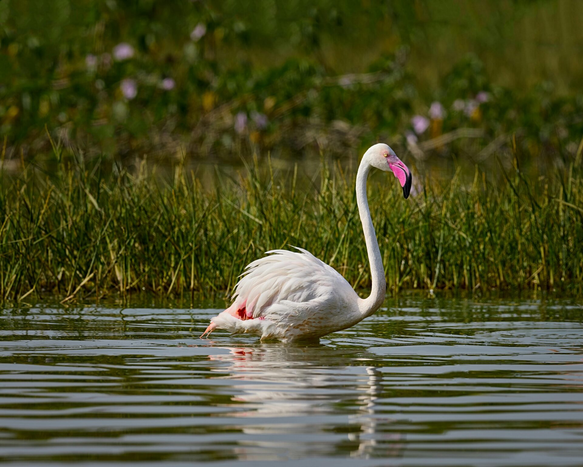 A Flamingo in a Lake