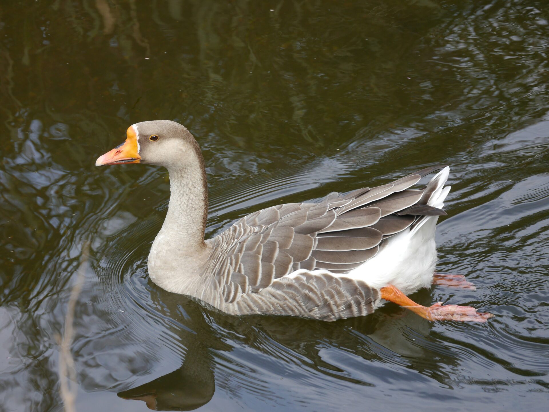 A duck or goose or waterfowl on water