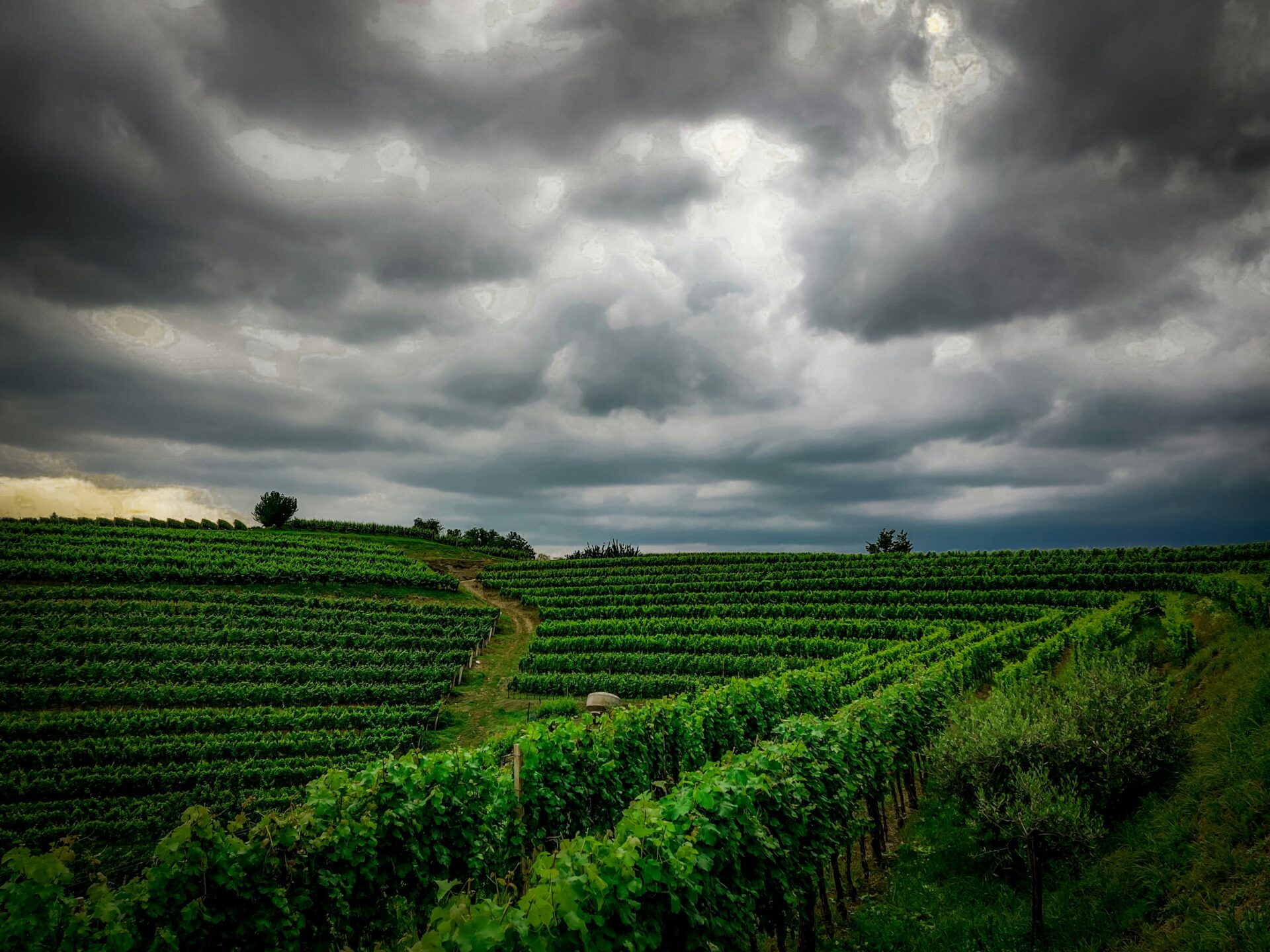 A vineyard or wine region in Brda, Slovenija
