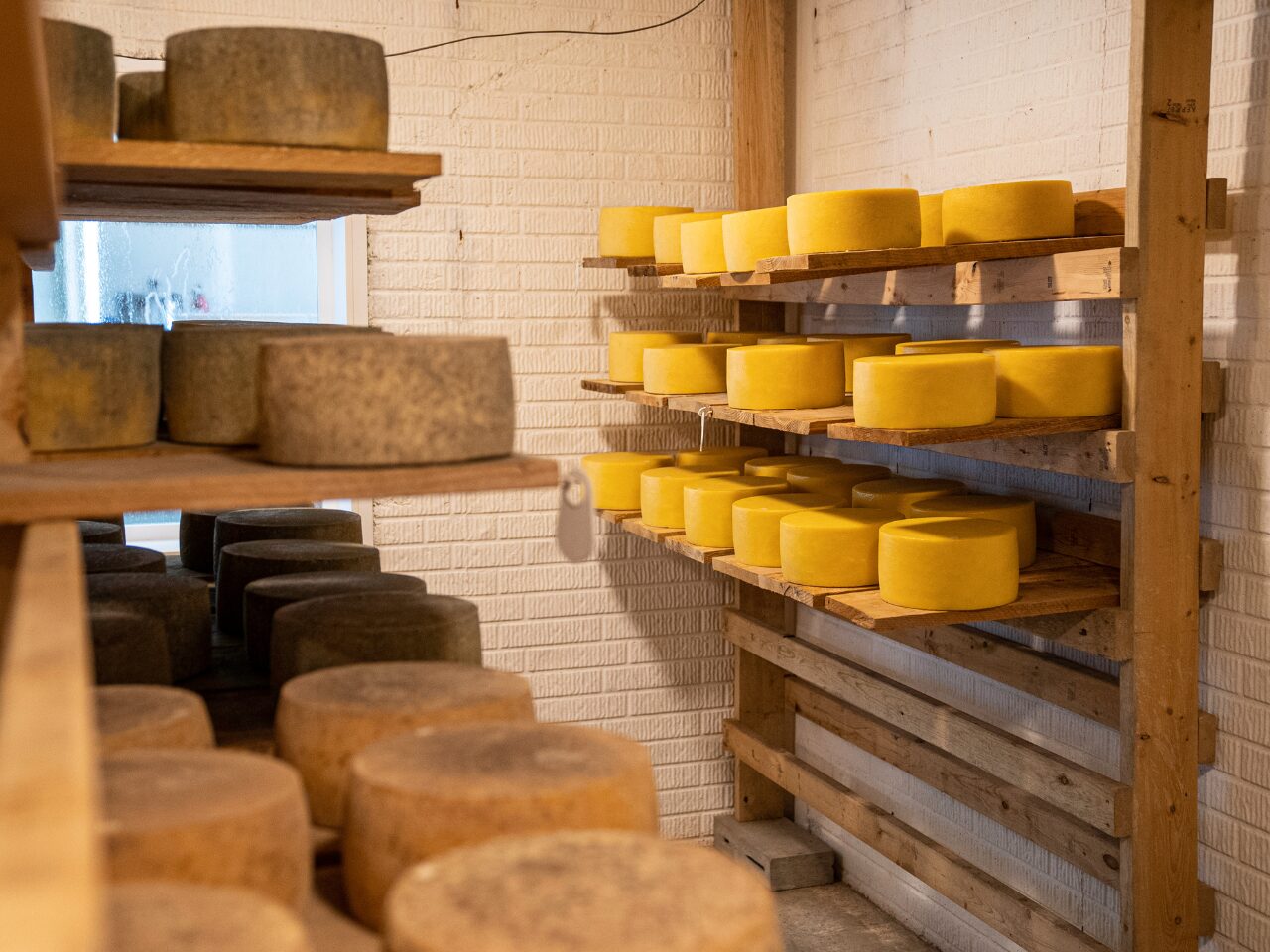 Aging Cheese Wheels on Wooden Shelves