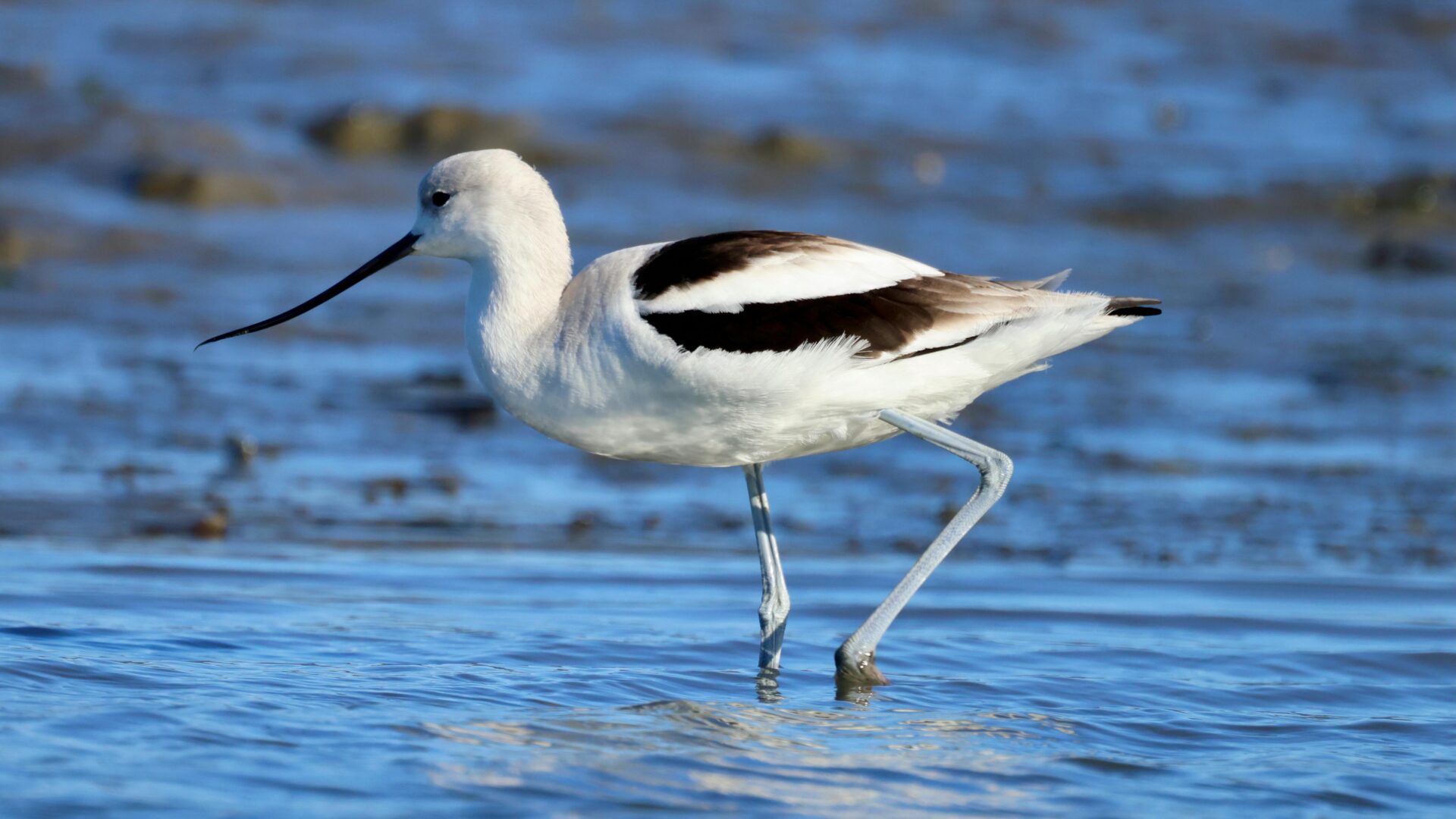 Avocet - wildbird in river