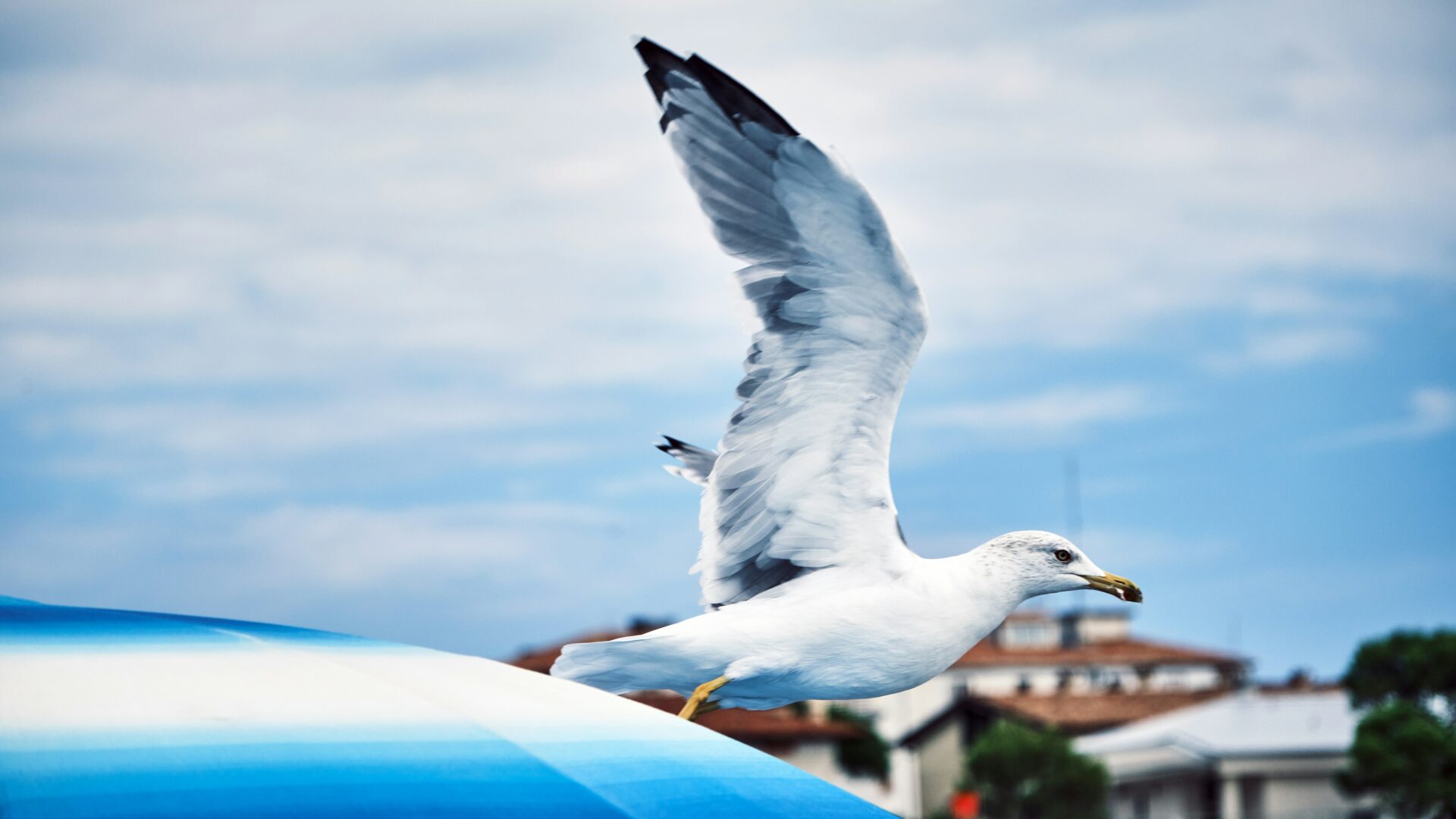 Birdwatching in Grado Lagoon