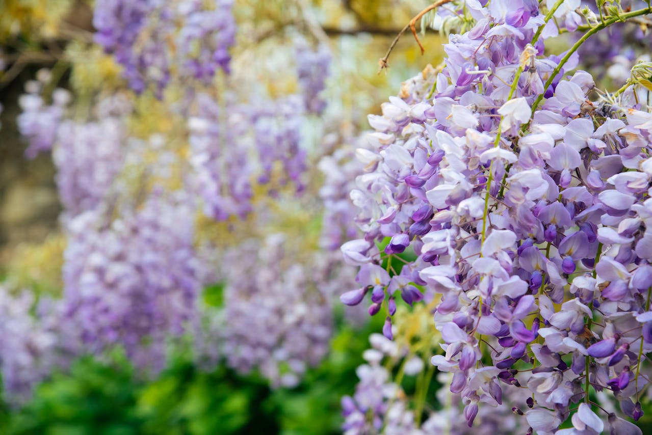 Blooming Wisteria Flowers