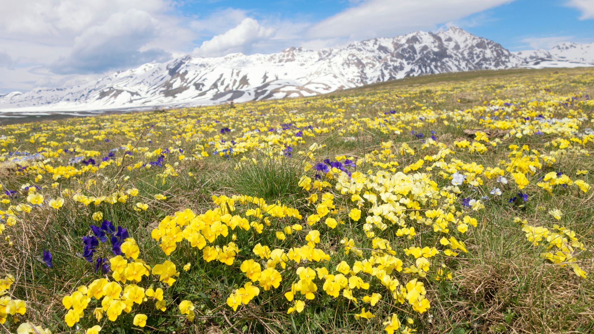 Image shows yellow colored field of Campo Imperatore, Gran Sasso, L'Aquila, Italy.