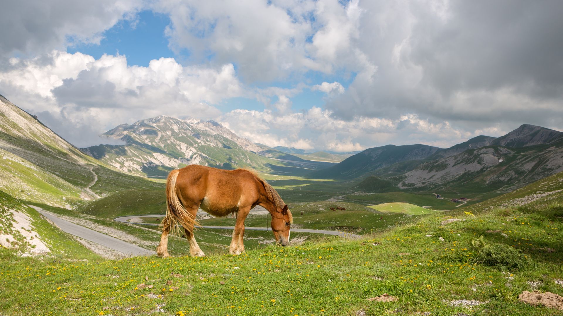 Image shows ahorse at Campo Imperatore, Gran Sasso, L'Aquila, Italy