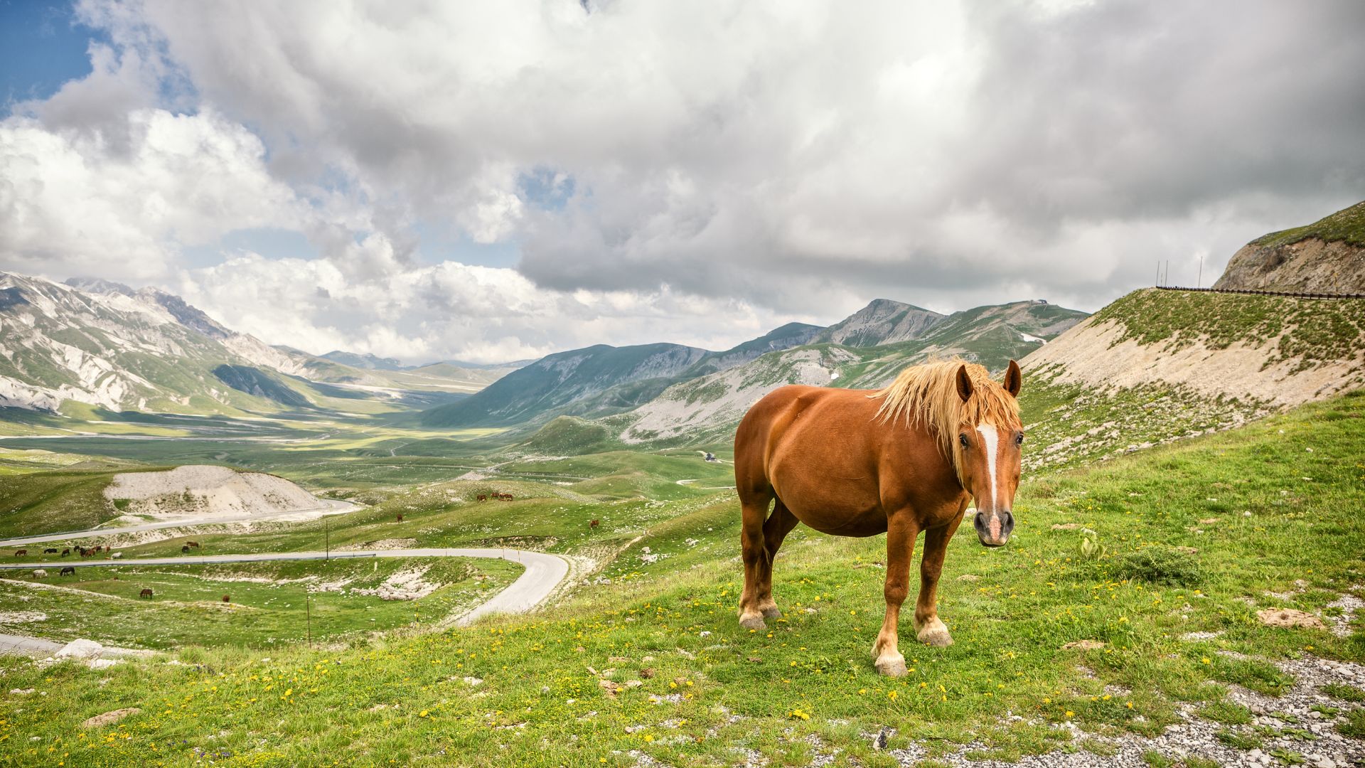 Image shows a horse in the Campo Imperatore, Gran Sasso, L'Aquila, Italy