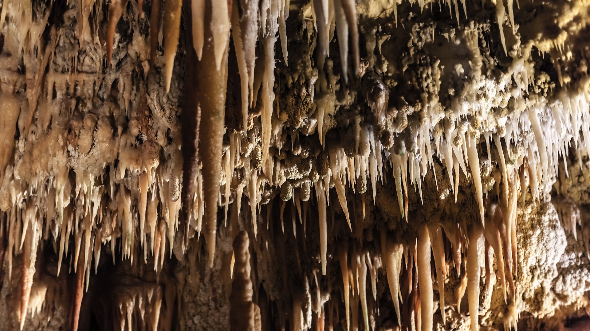 A close-up view reveals numerous stalactites hanging from the ceiling of the Castellana Caves. These formations, varying in length and thickness, create a textured and layered appearance against the cave's rocky backdrop. The stalactites are predominantly light brown and cream-colored, with some appearing translucent, suggesting the mineral composition of the cave.