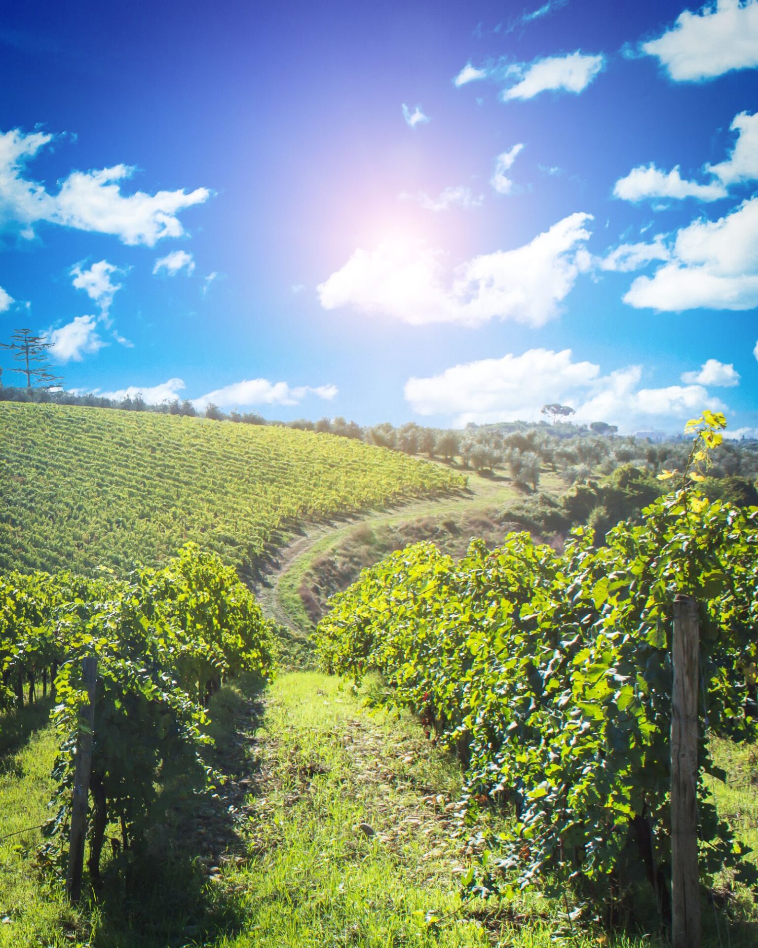 Chianti region
