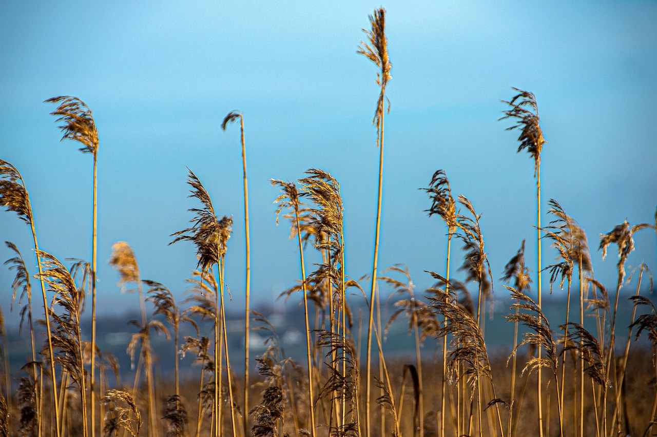 Closeup of a plant in reed bed