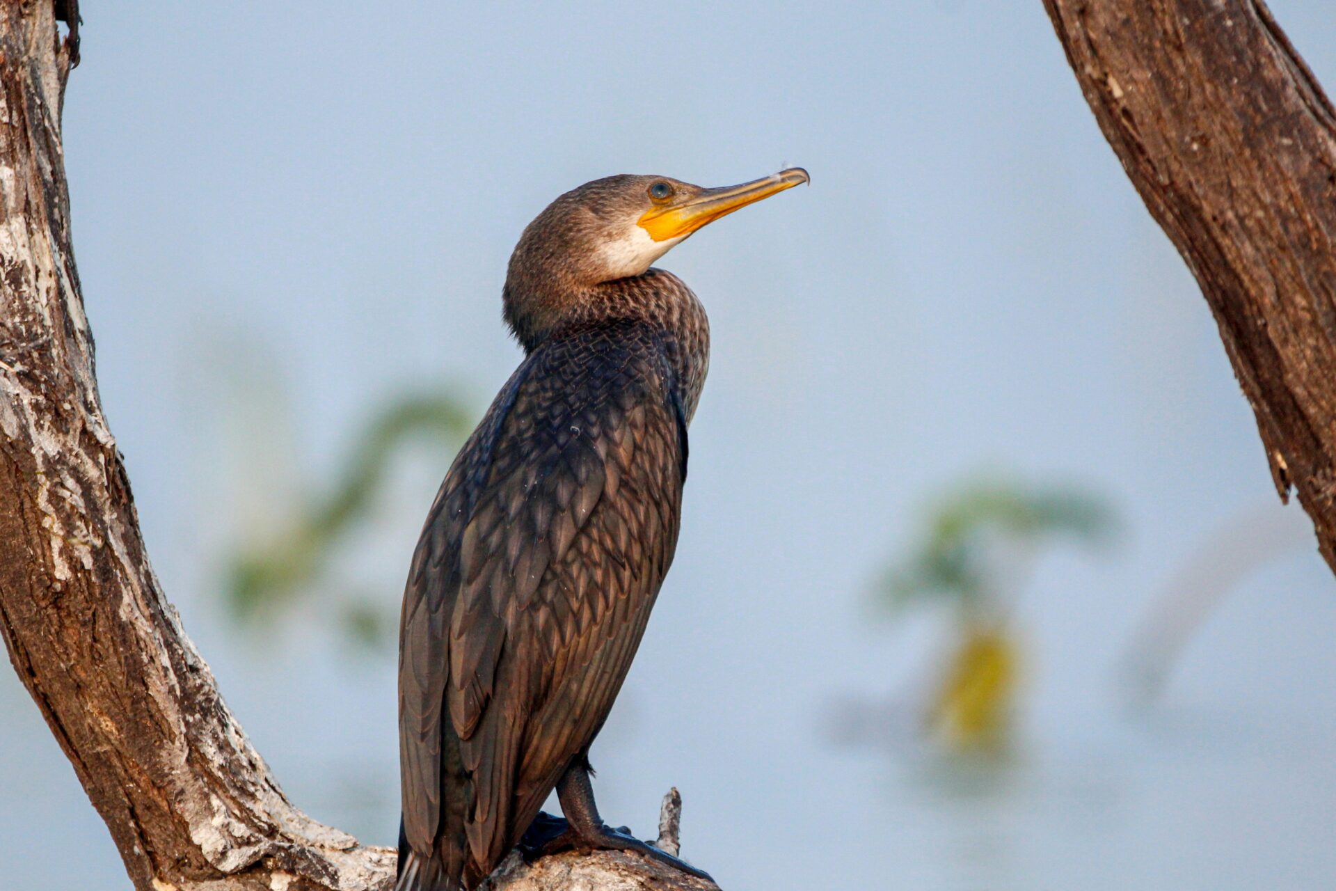 Cormorant - wildbird in river