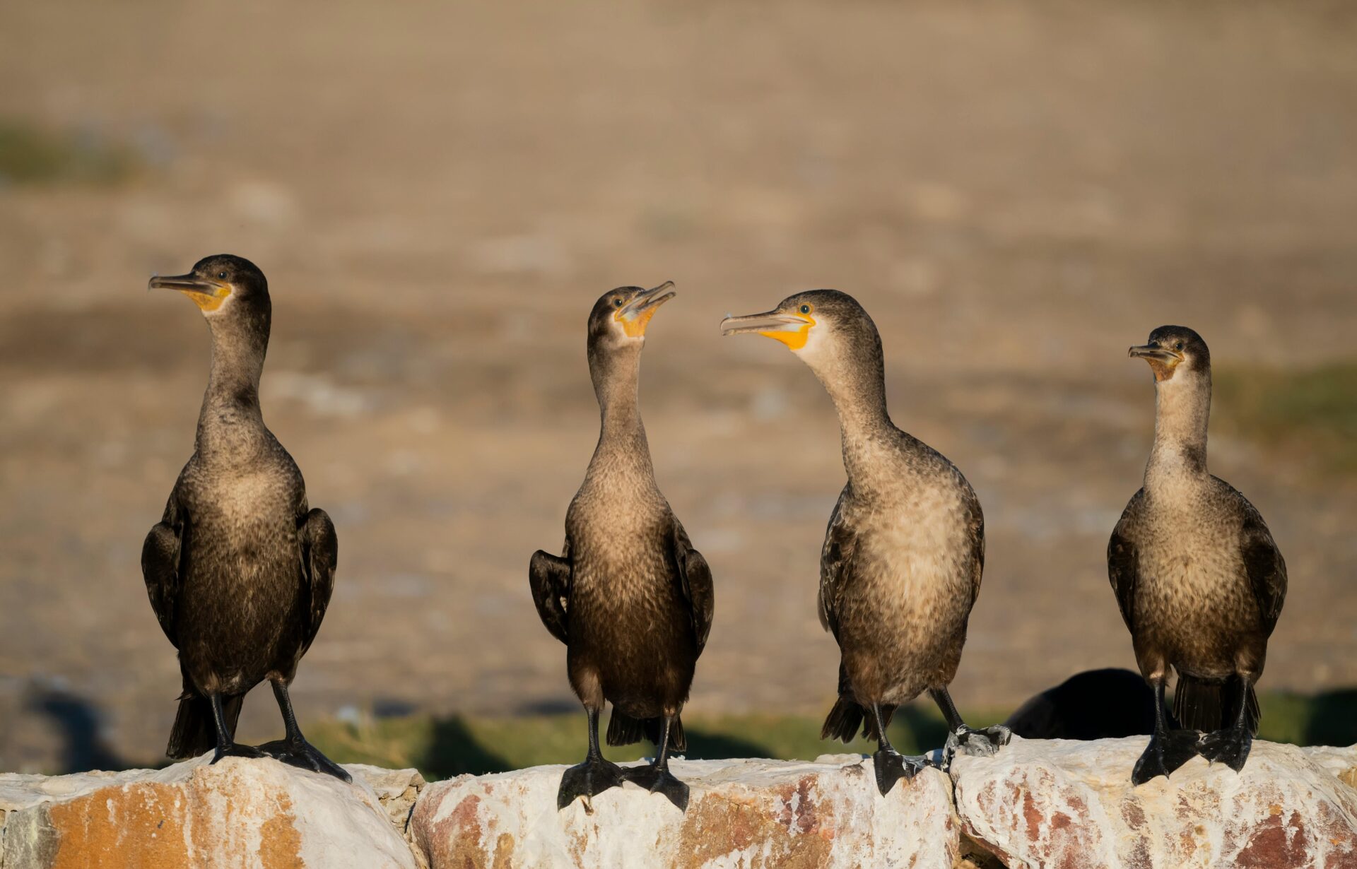 Cormorants Perched on Shoreline Rocks in Winter