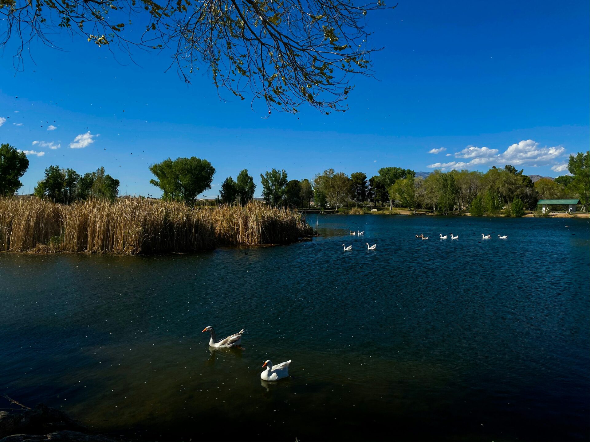 Ducks at a lake or wetland