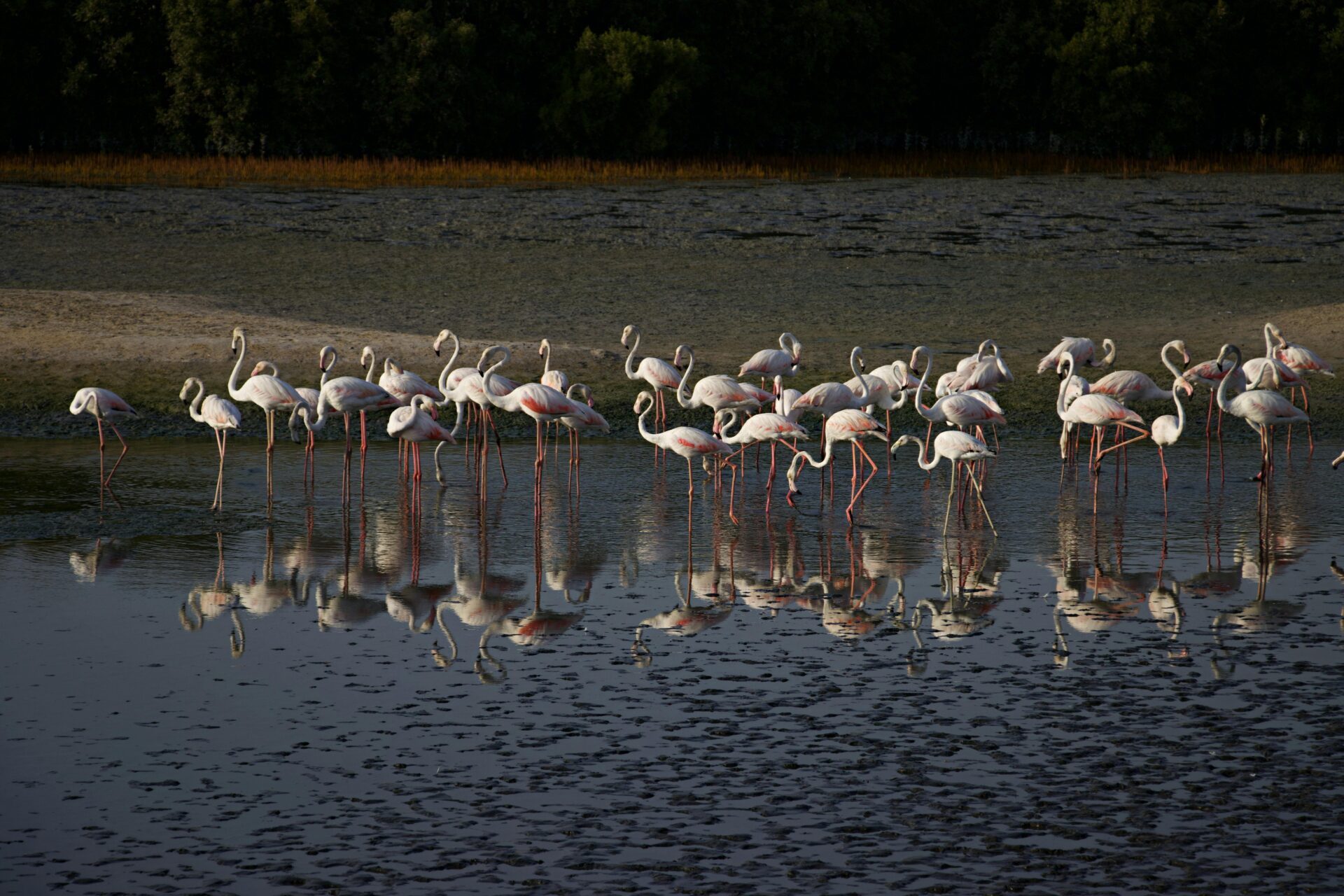 Flock of Flamingos Standing in the Water