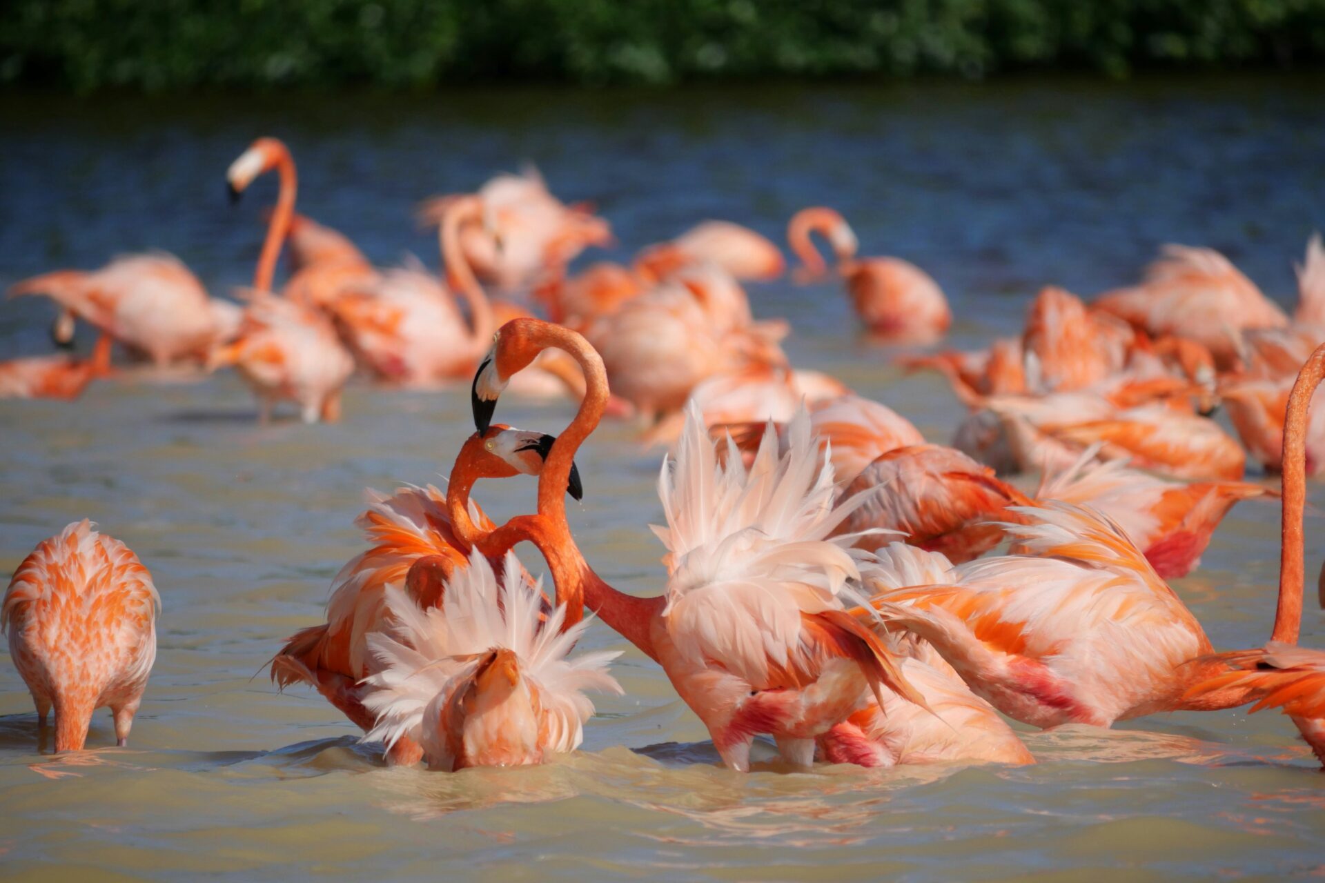 Flock of flamingos at wetlands