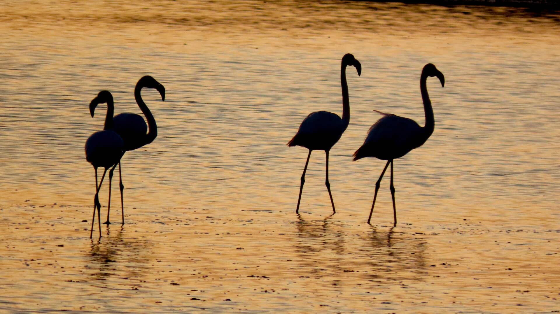 Flock of flamingos in water during sunset