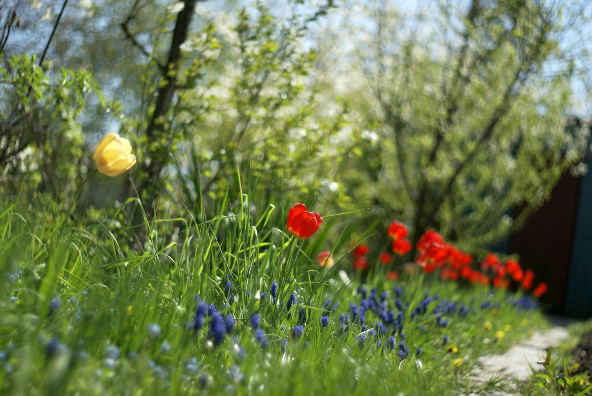 Vibrant wildflower field at the foot of the Teramo mountains