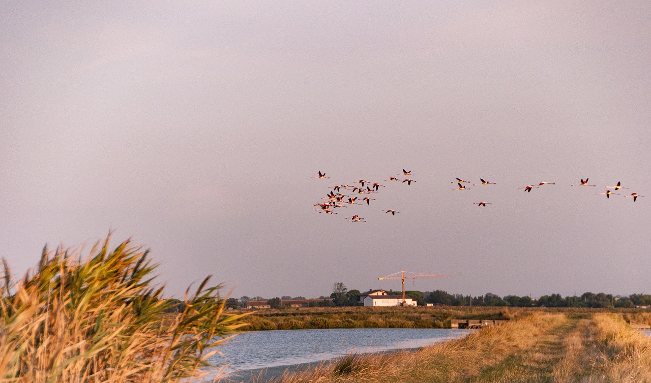 Flying flamingos spotted at Salina di Cervia