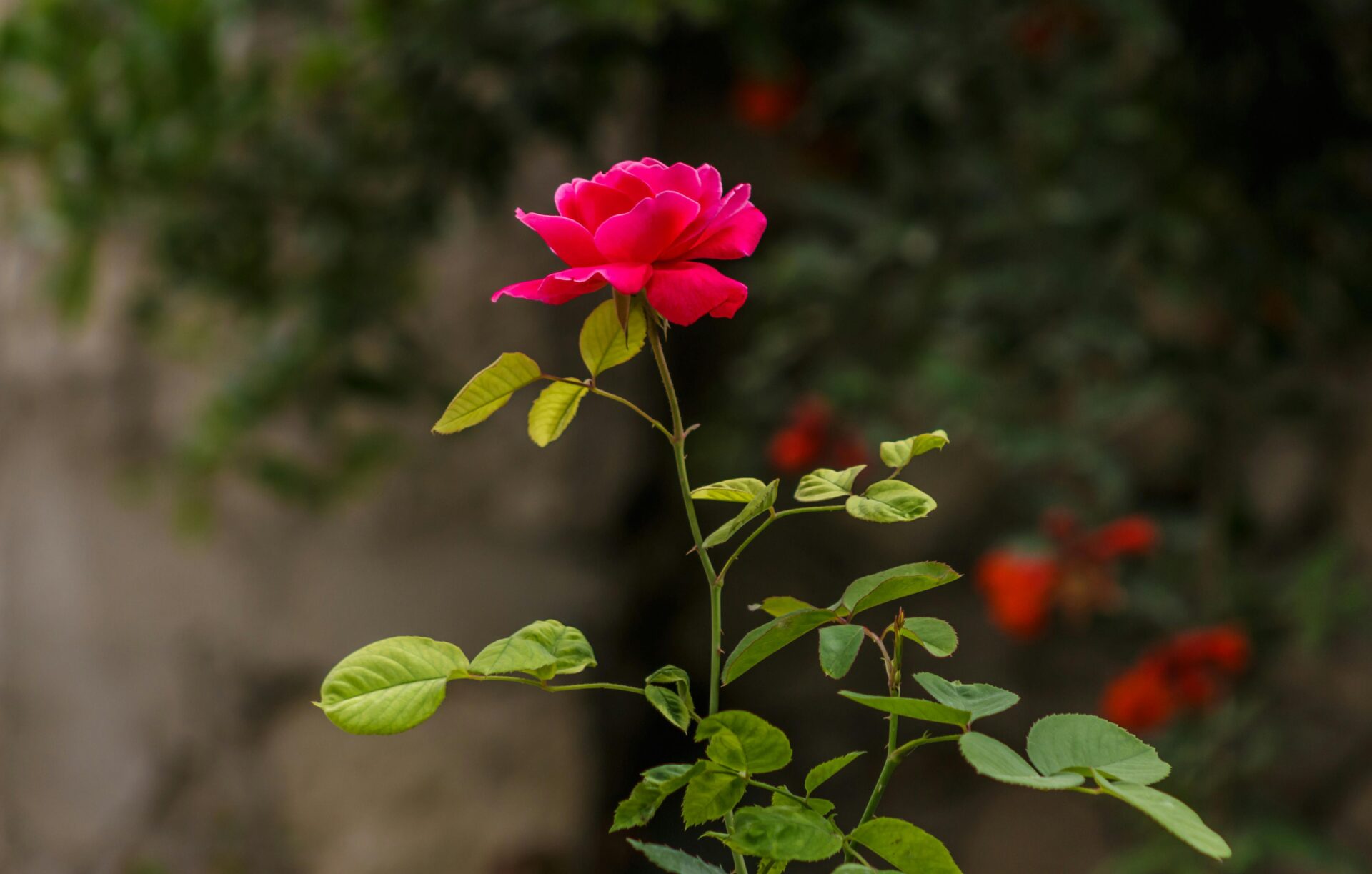 Focus Photography Of Red Rose