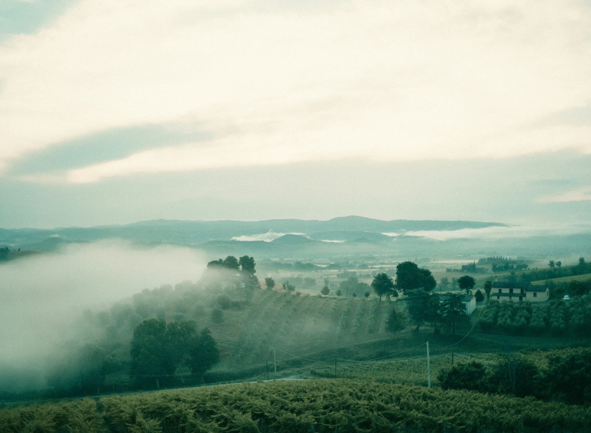 Misty morning view of a vineyard in Orvieto, Italy, with rows of grapevines fading into the fog and rolling hills in the background.