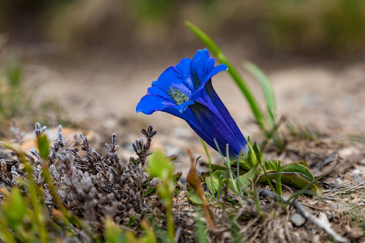 Blue Gentian flower - alpine flower