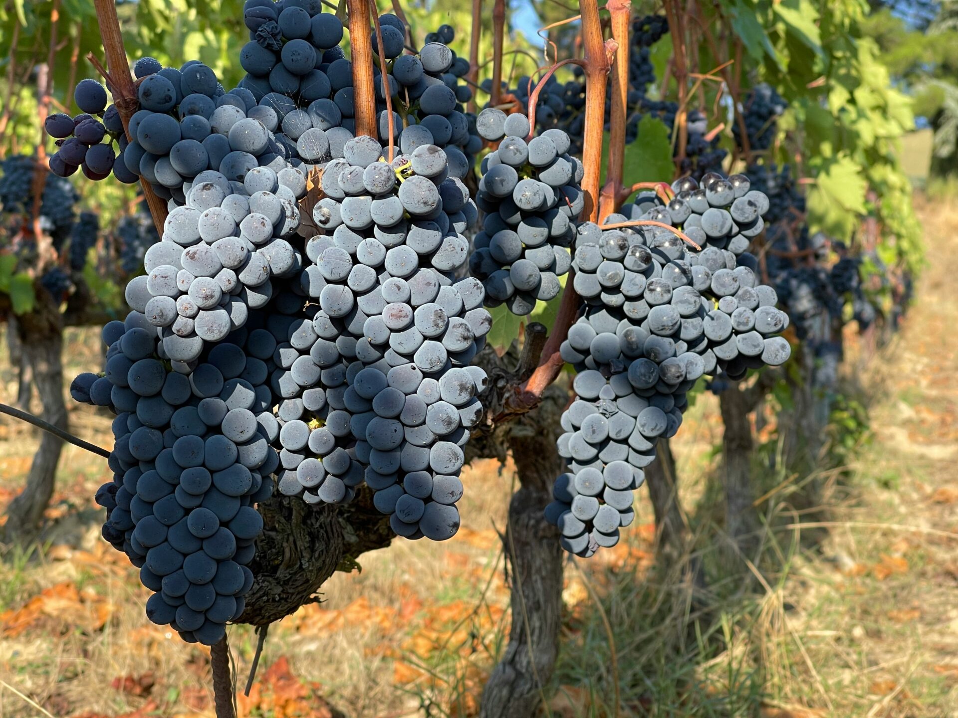 Grapes awaiting harvest in Tuscany