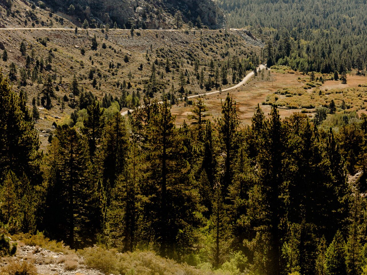 Green pine trees in summer - valley mountains countryside scenery