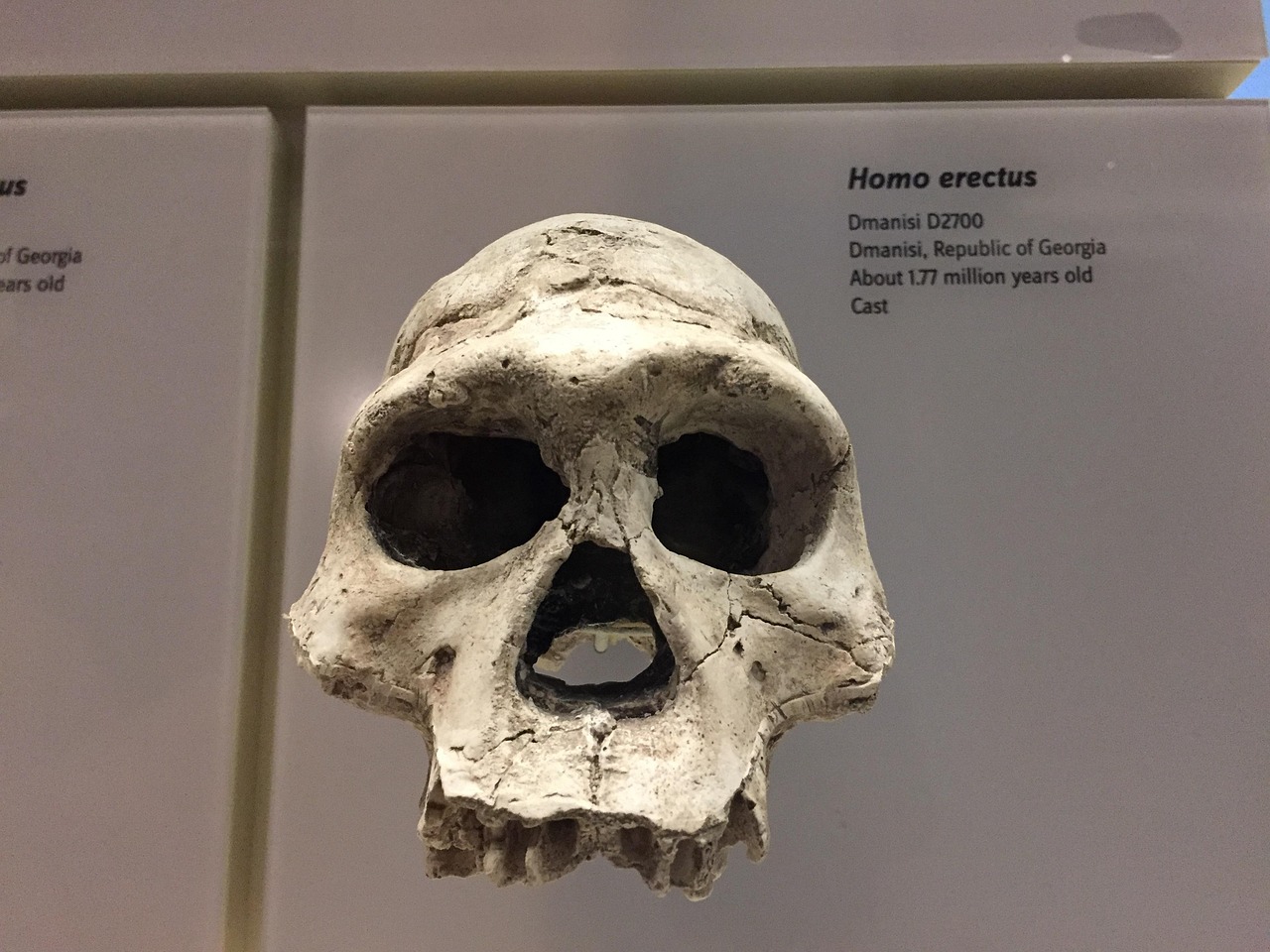 Homo erectus - Skull - Ancestor