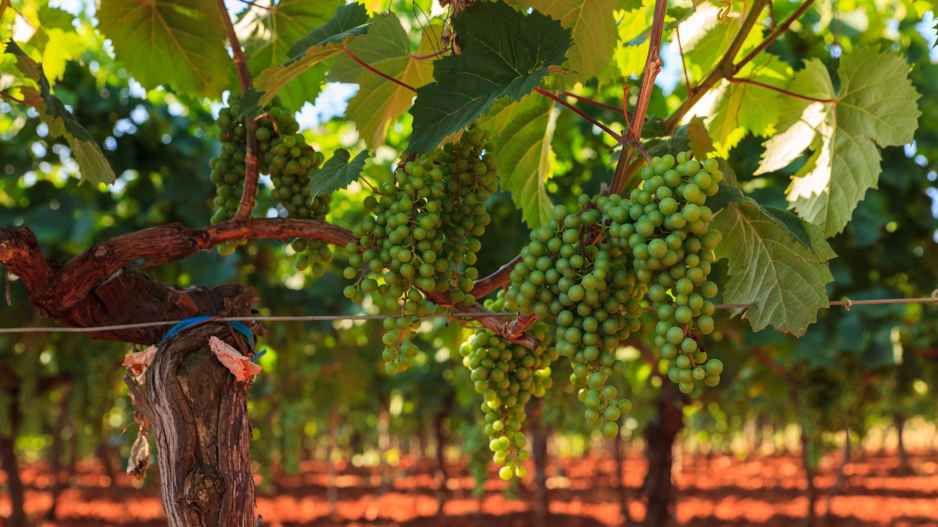Image shows vineyard in Itria Valley of Puglia, Italy