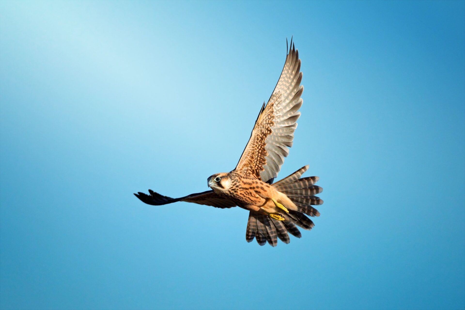Lanner falcon
